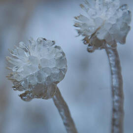 Ice-covered Winter Flowers with Blue Background by Cascade Colors