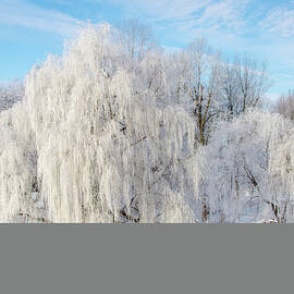 Ice Trees by Danielle Donders