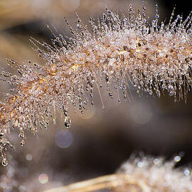 Icicle Popcicle by Stacy Abbott