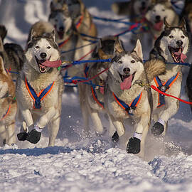 Iditarod Huskies by Alaska Photography