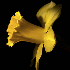 I'm ready for my closeup by Joe Schofield