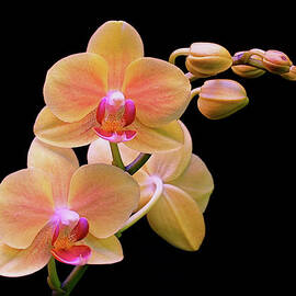 In Bloom by Rona Black