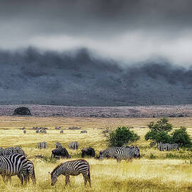 In Ngorongoro Creator by Jnhphoto