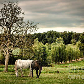 In Perche by Olivier Le Queinec