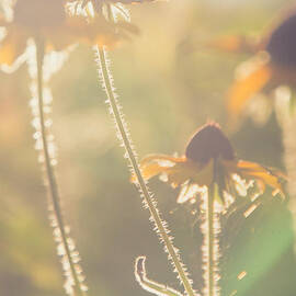 In the Glow by Stacy Abbott