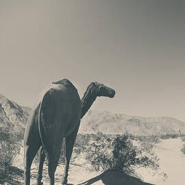 In the Hot Desert Sun by Laurie Search