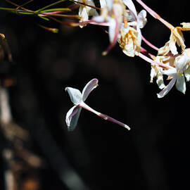 In the Letting Go by Joe Schofield