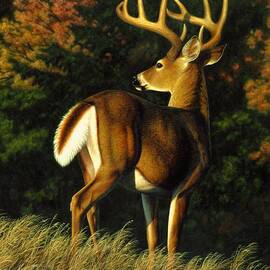 Whitetail Buck - Indecision by Crista Forest