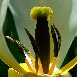 Inner Workings by Rona Black