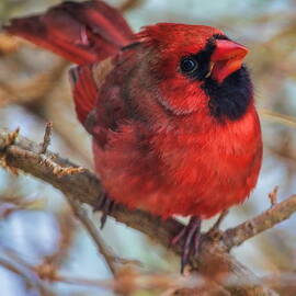 Inquisitive Cardinal by Dale Kauzlaric