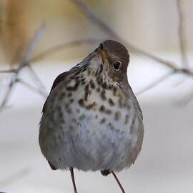Inquisitive Hermit Thrush by Cascade Colors