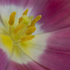 Inside A Pink Tulip by Susan Candelario