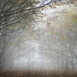 Into the light by Georgia Clare