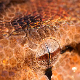 Iridescent Stare by Jeff Sinon