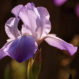 Iris Aglow by Rona Black