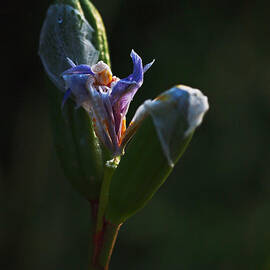 Iris Emerging  by Rona Black