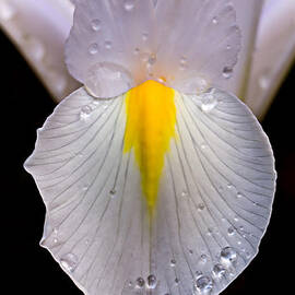 Iris Face by Mary Jo Allen