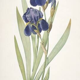 Iris Germanica Bearded Iris by Pierre Joseph Redoute