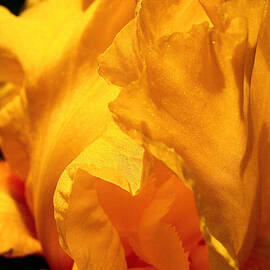 Iris Undulation by Rona Black