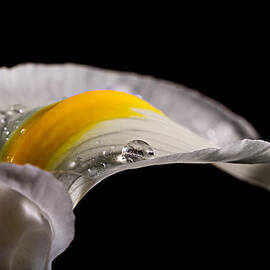 Iris With Water by Mary Jo Allen