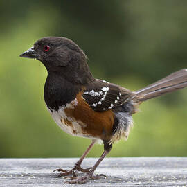 Is Cecil around by Jean Noren