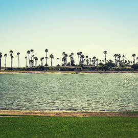 Island Palm Tree In San Diego by Franckreporter