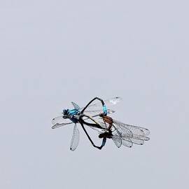 It Must Be Love  by Jeff Sinon