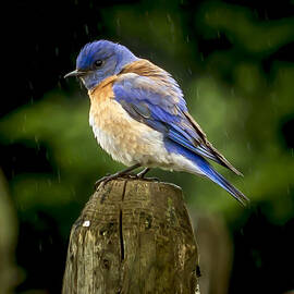 Its wet out here by Jean Noren