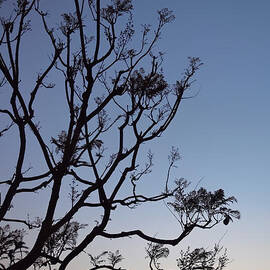 Jacaranda Sunset by Rona Black