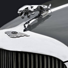 Jaguar MK IX Hood by Susan Candelario