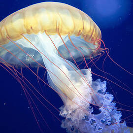 Japanese Sea Nettle Chrysaora Pacifica by Mary Lee Dereske