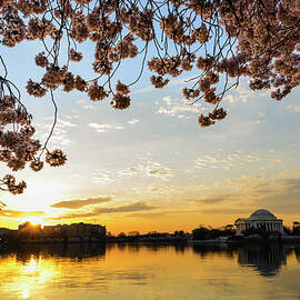 Jefferson Memorial Framed By Cherry by Ogphoto