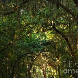 Jekyll Island Tunnel Of Oaks by Adam Jewell