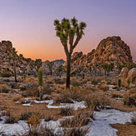 Joshua Tree Dusk Panorama by Kelley King