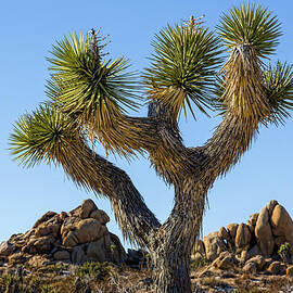 Joshua Tree by Kelley King