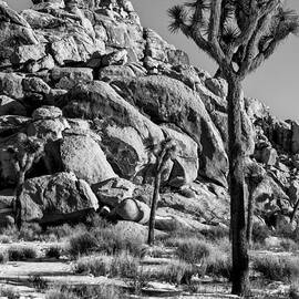 Joshua Tree Park by Kelley King