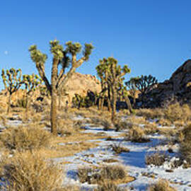 Joshua Winter by Kelley King