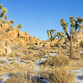 Joshua Winter Panorama by Kelley King
