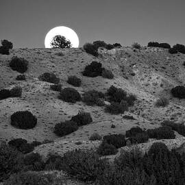 Juniper at Moonrise by Mary Lee Dereske