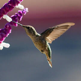 Just A Kiss by Joe Schofield