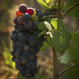 Just Waking Up by Jean Noren