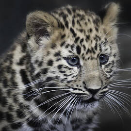 Kanika - Amur leopard portrait by Chris Boulton