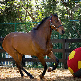Kentucky Derby Winner Mine That Bird Enjoys Retirement by Mary Lee Dereske