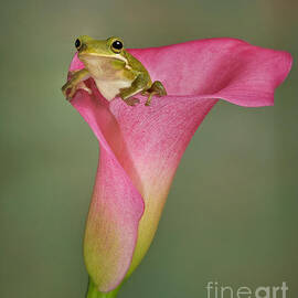Kermit Peeking Out by Susan Candelario