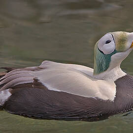 King Eider Duck by Susan Candelario