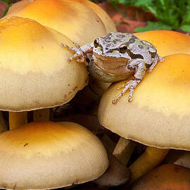 King of the toads by Jean Noren