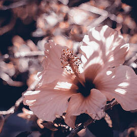 The Sweet Kiss of Nature  by AM FineArtPrints