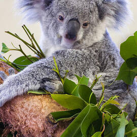 Koala on top of a tree by Flees Photos