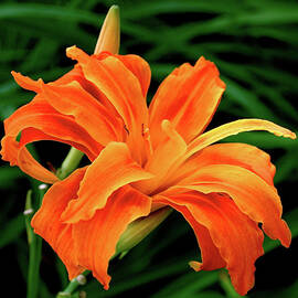 Kwanso Lily by Rona Black