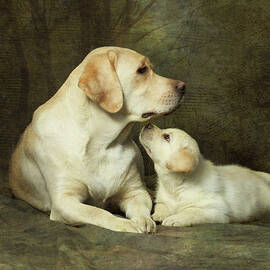 Labrador Dog Breed With Her Puppy by Sergey Ryumin
